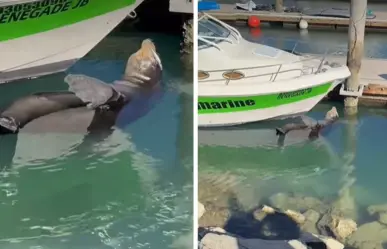 Rescatan a lobo marino en Cabo San Lucas con anzuelo atorado