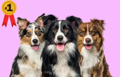 ¿Cuáles son las 5 razas de perro más inteligentes, según la IA?