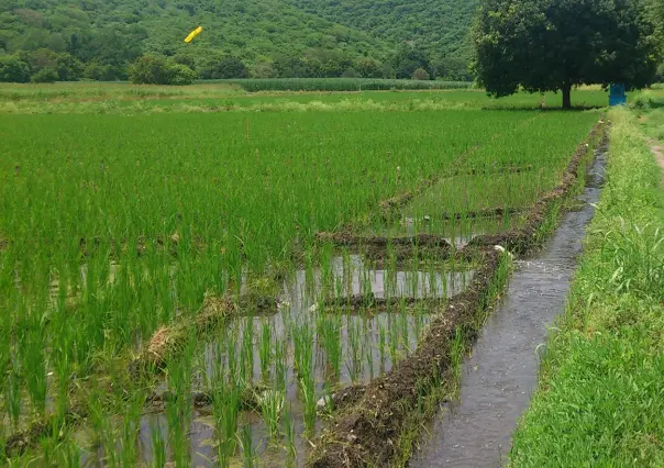 Esto es lo que debes saber del arroz que se produce en Tamaulipas