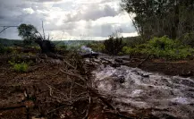 Deforestación en la Península de Yucatán: se han perdido más de 280 mil hectáreas de terrenos forestales