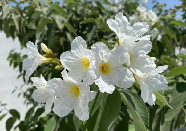 Descubre donde puedes presenciar la flor nativa que es representativa de Nuevo León