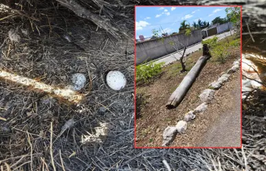 Talan palmeras que eran nidos de loros en el acuaparque de Vergel en Mérida