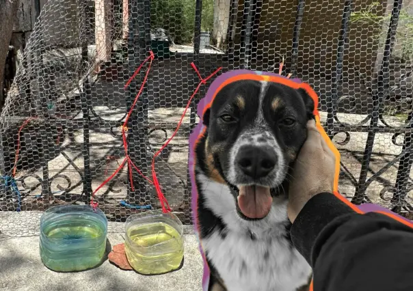 ¿Es recomendable colocar contenedores de agua y comida para animales callejeros?