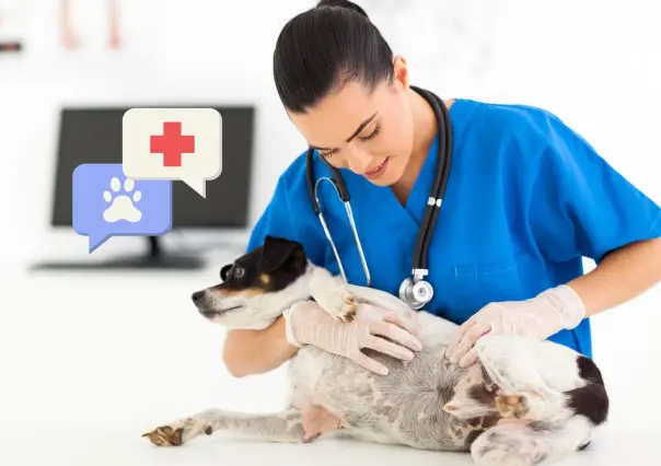 3 Hospitales petfriendly en San Nicolás para la salud y bienestar de tu mascota