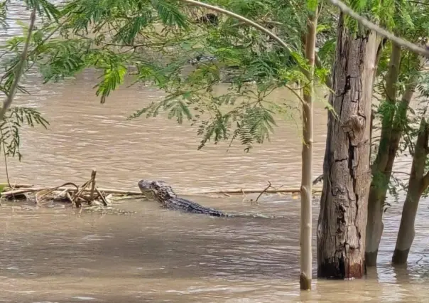 ¿Hay cocodrilos en el río Bravo? Esto se sabe