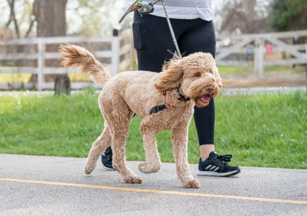 Conoce este destino pet-friendly en medio de la naturaleza en Guadalupe
