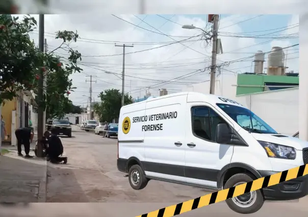 Denuncian envenenamiento masivo de gatos en fraccionamiento de Mérida