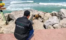 PROFEPA descarta ataque con químicos contra mapaches de playa Miramar
