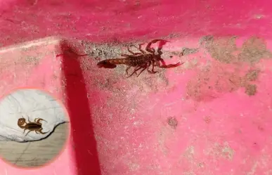 ¿En cuánto tiempo puede ocasionar la muerte una picadura de alacrán de Durango?
