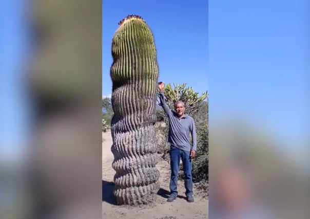 Bustamante y el cactus más grande del mundo que vivió por siglos en Tamaulipas
