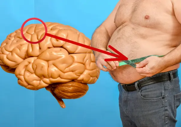 ¿La obesidad se origina en el cerebro, según la ciencia?