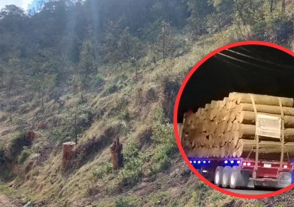 Tala desmedida en Lerma: Comunidades alertan sobre la devastación de los bosques