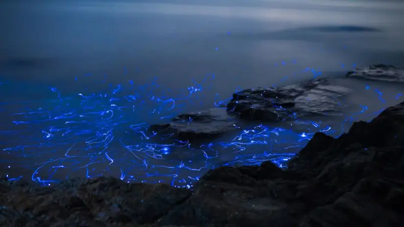 La mejor época para ver la bioluminiscencia en El Saltito. Foto: Canva