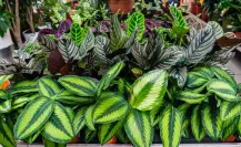 ¿Día caluroso? Refresca tu hogar con estas 7 plantas