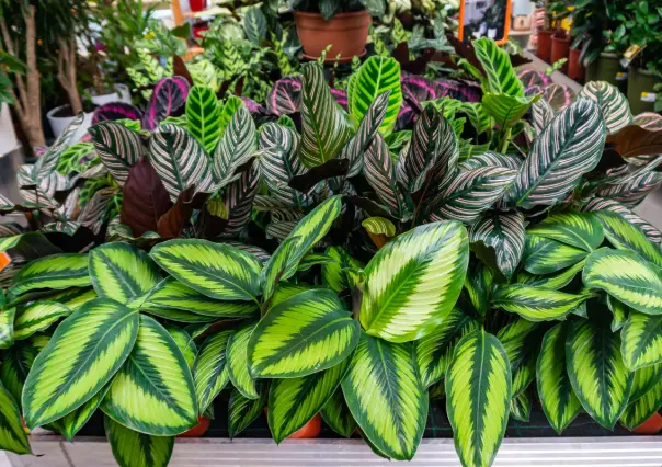 ¿Día caluroso? Refresca tu hogar con estas 7 plantas