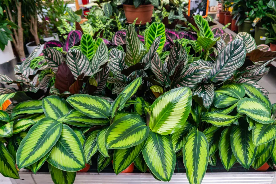 ¿Día caluroso? Refresca tu hogar con estas 7 plantas