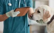 Hospitales petfriendly en Linares para el cuidado integral de tu mascota