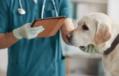 Hospitales petfriendly en Linares para el cuidado integral de tu mascota