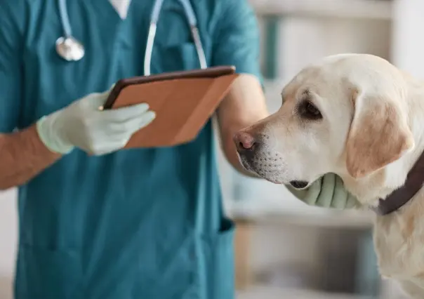 Hospitales petfriendly en Linares para el cuidado integral de tu mascota