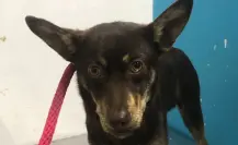 Secretaría de Medio Ambiente rescata a chihuahua de maltrato animal en Guadalupe