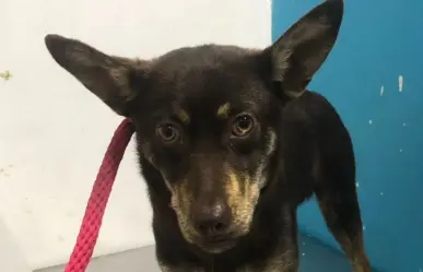 Secretaría de Medio Ambiente rescata a chihuahua de maltrato animal en Guadalupe