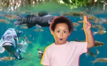 Estos son los animales que puedes encontrar en un cenote
