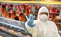 ¿Cuál es el riesgo para Yucatán por influenza aviar en humanos 2025?
