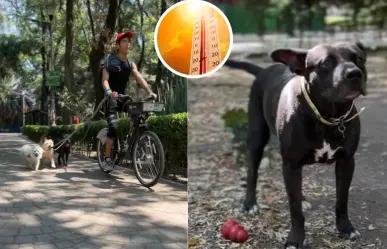 Golpe de calor y quemaduras a tus perros, todo lo que debes saber para cuidarlos