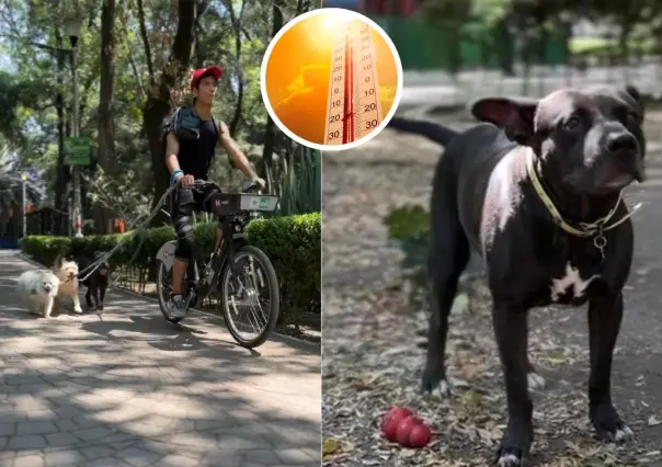 Golpe de calor y quemaduras a tus perros, todo lo que debes saber para cuidarlos