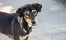 Reportan presunto robo de un perro en la colonia Xcalachén de Mérida