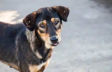 Reportan presunto robo de un perro en la colonia Xcalachén de Mérida