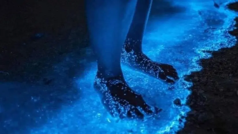 Playa El Saltito, un lugar perfecto para ver la bioluminiscencia en Baja California Sur. Foto: Canva