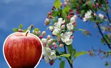 Manzana en Arteaga; arrancan operativo de protección de huertos