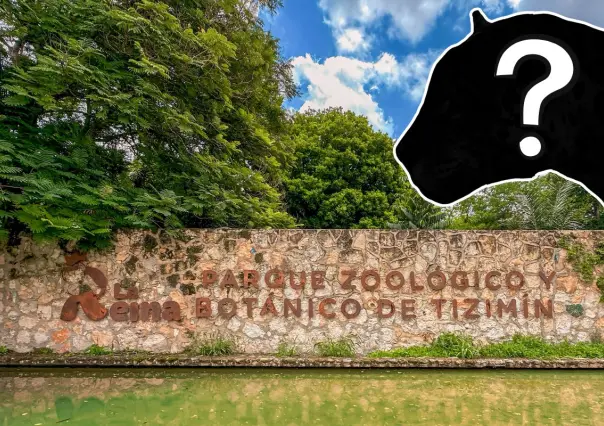 Zoológico de La Reina de Tizimín tiene un nuevo inquilino felino