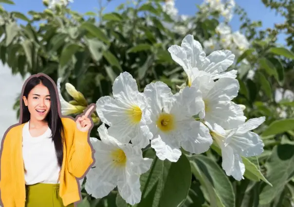 Conoce los riesgos y conservación de la flor representativa de Nuevo León