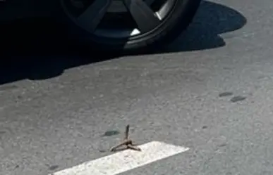 Arrojan "ponchallantas" sobre carretera Nacional en Monterrey