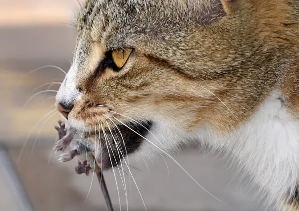 Los gatos domésticos cazan más especies de las que imaginamos, según estudio