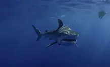 VIDEO |¿Avistan tiburones en el río Grijalva en Villahermosa? 