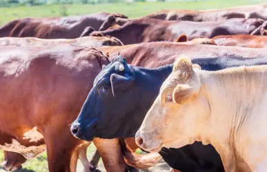 ¿Qué raza de ganado bovino predomina en Tamaulipas? Conoce la base de la producción ganadera del estado