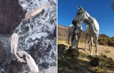 Sobreviven 2 de los 3 caballos atrapados en Balandra, confirma CONANP