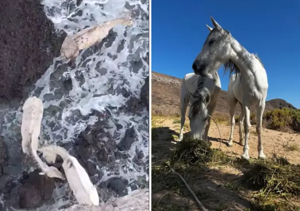 Sobreviven 2 de los 3 caballos atrapados en Balandra, confirma CONANP