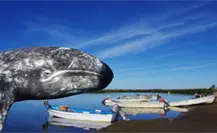 Cierre de la temporada de ballena gris en Puerto Chale reporta lamentables muertes