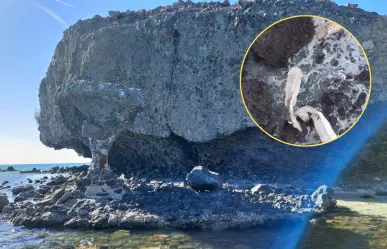 ¿Cómo rescatar a los caballos atrapados en Balandra? Conoce el plan de CONANP