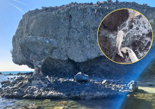¿Cómo rescatar a los caballos atrapados en Balandra? Conoce el plan de CONANP