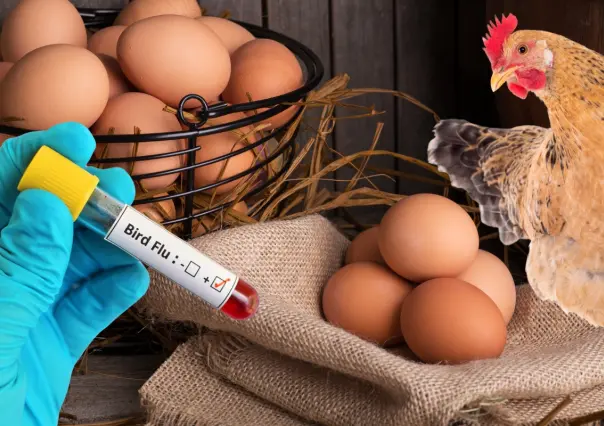 Gripe aviar: ¿Es seguro comer pollo y huevo tras aumento de casos?