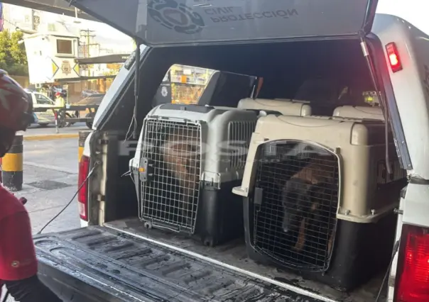 VIDEO | Abandonan a perritos afuera de la Central de Autobuses 