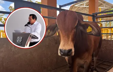 Joaquín Díaz Mena buscará aumentar el hato ganadero con inseminaciones de alta calidad