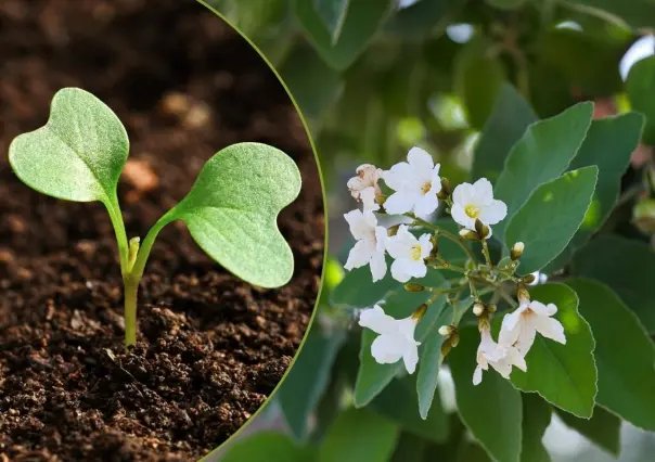 Conoce cómo plantar y replantar la flor nativa de Nuevo León