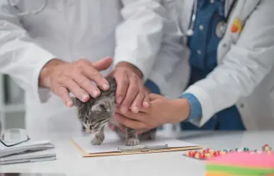 3 hospitales petfriendly en General Escobedo para el cuidado y auxilio de tu mascota