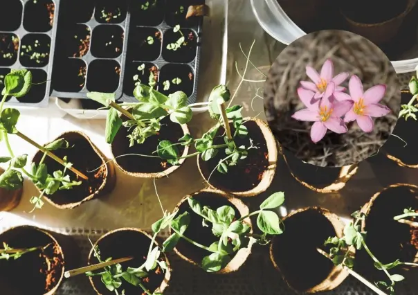 Esta es la planta nativa de Nuevo León que dará una distinción especial a tu estanque de jardín